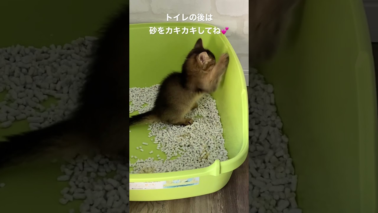 【希少映像】トイレを覚える瞬間😊（Kitten toilet lesson）#ソマリ #猫動画 #shorts #ペット #しつけ #kitten