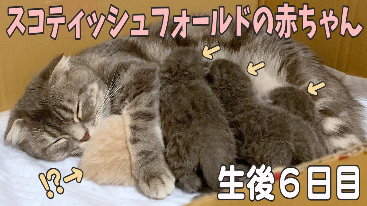 【生後６日目】ママ猫にギュッとされた赤ちゃん猫がかわいい…スコティッシュフォールドつむの子猫の成長記録 my cat and her children 6days after birth