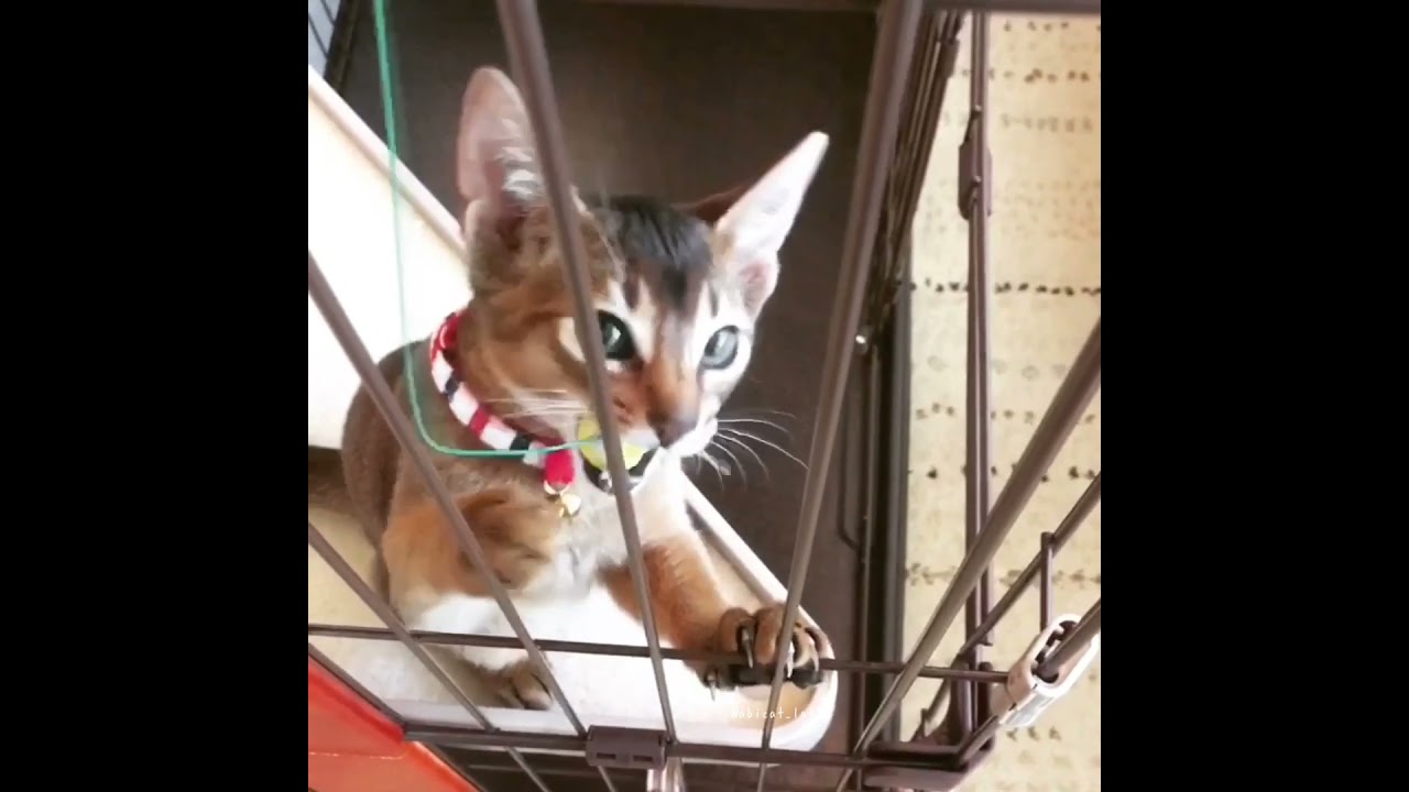 おもちゃでアムアムしちゃうアビシニアン子猫。Abyssinian kitty playing.