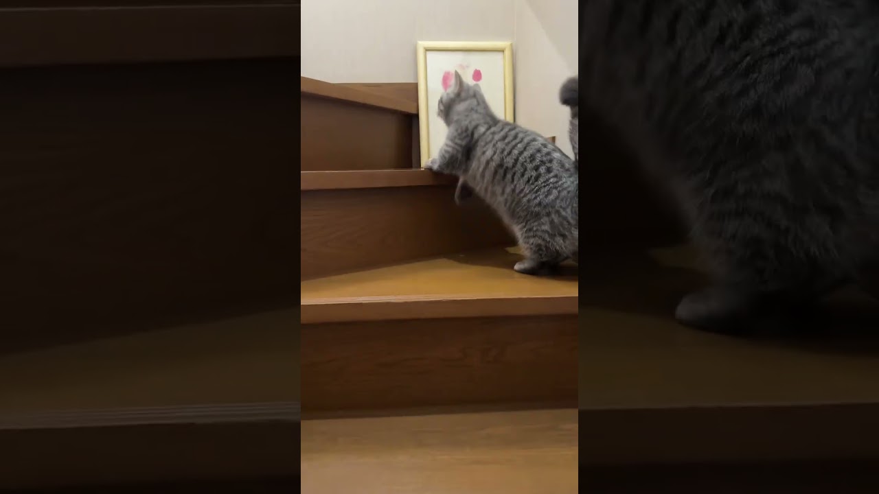 階段を登るマンチカンの猫😸 #shorts #猫 #マンチカン #cat #kitty #可愛くてごめん
