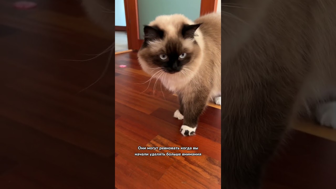 Могут ли кошки ревновать
