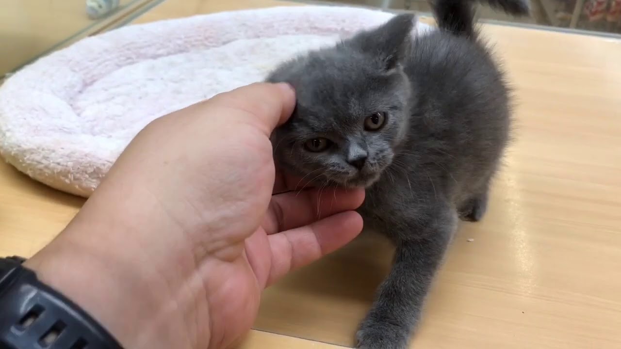 【ブリティッシュショートヘア】童話の中の住人チシャ猫のモデル