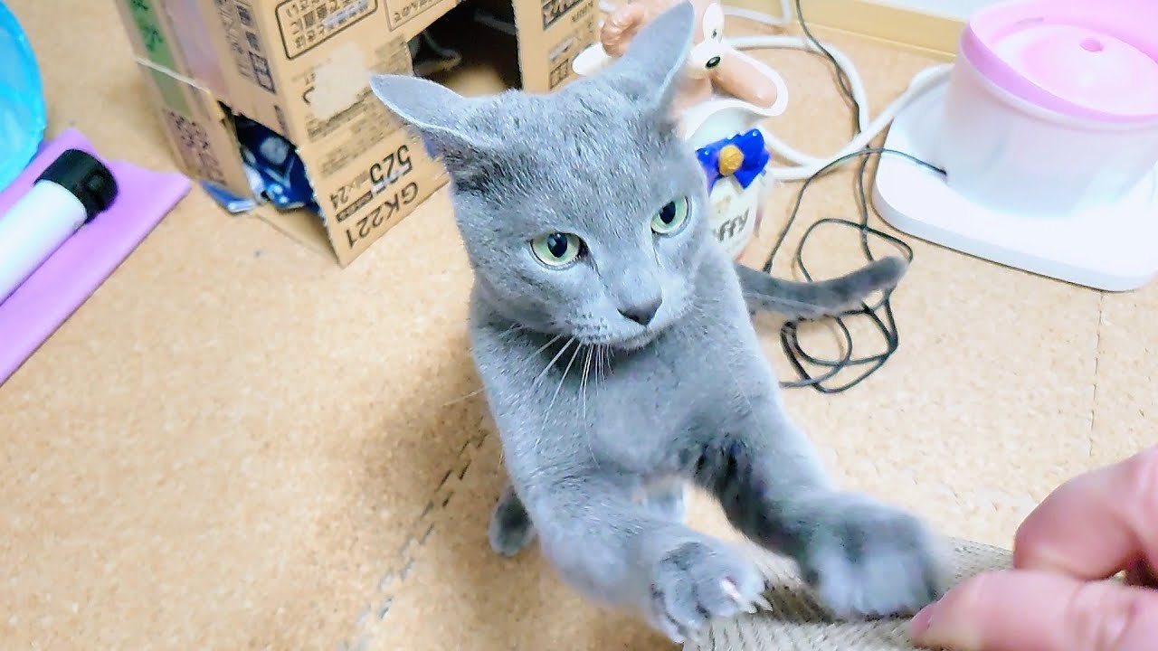 【猫動画】新しい爪とぎを我慢出来なくて研いじゃうロシアンブルー【russianbule】Russian blue sharpening new nail sharpener