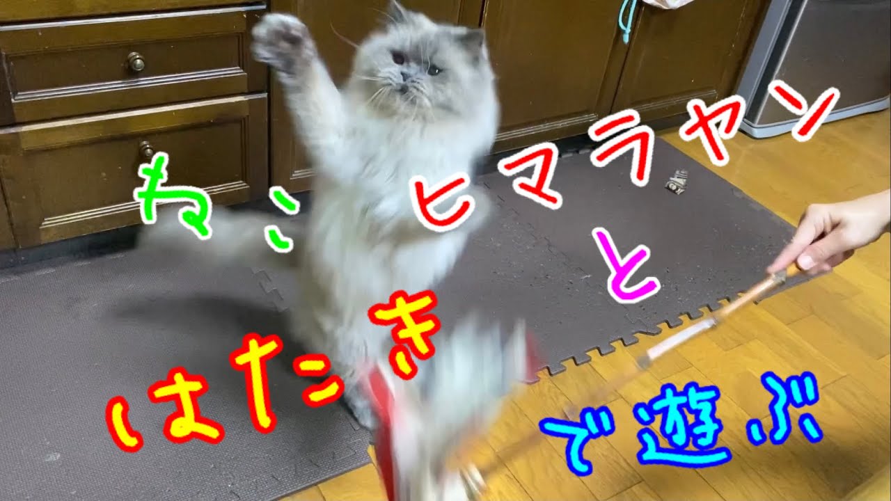 【Cat & Dog】ヒマラヤンとはたきで遊ぶ