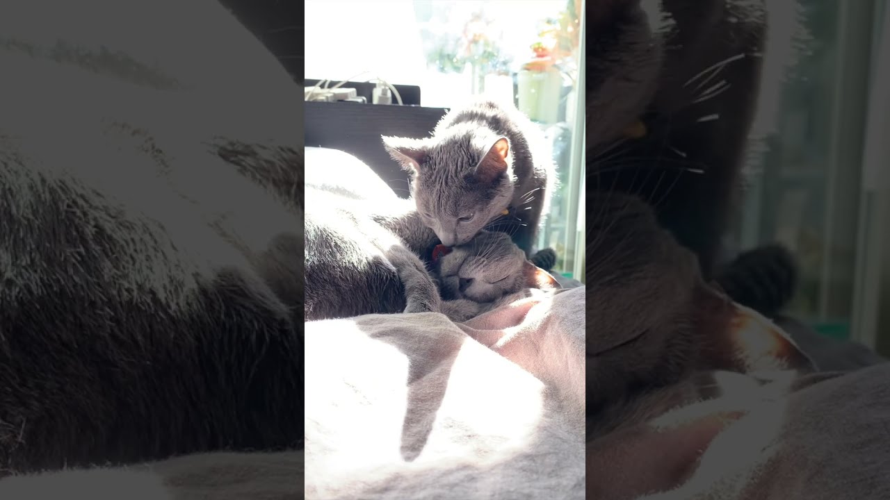 [3匹のロシアンブルー] 優しい♪リリがクリ君に御礼！！ （ハロウィン猫）