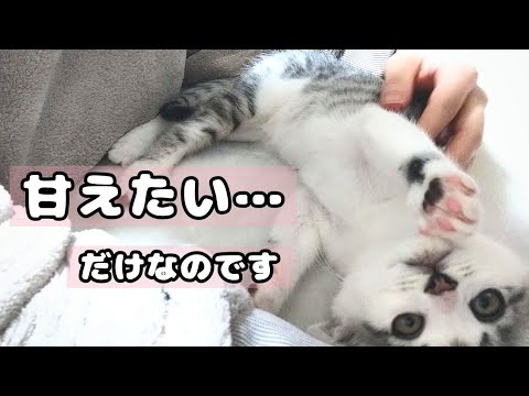 子猫はべったり甘えん坊。かわいい姿に癒されました