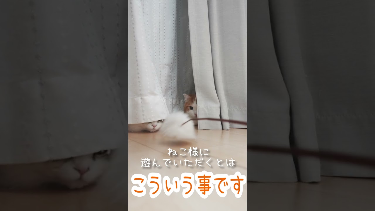 マンチカン様とミヌエット様に遊んでいただきました