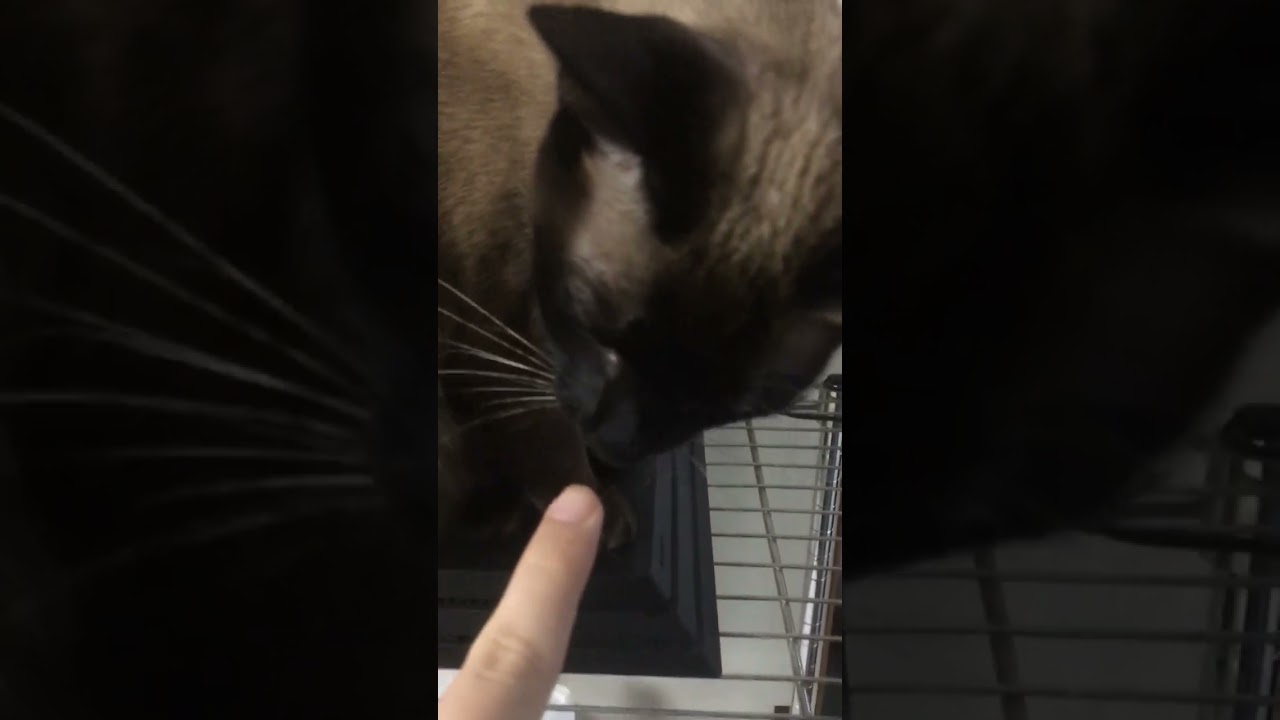 撫でさせてくれないシャム猫