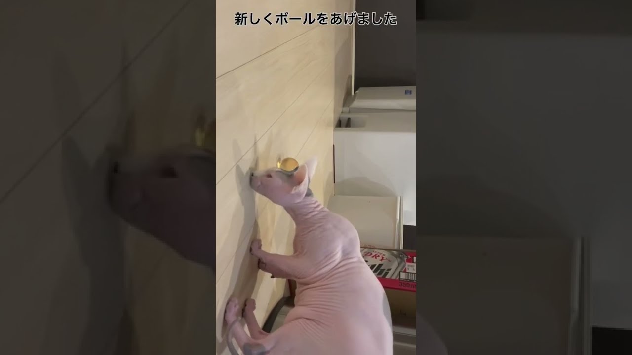 本気で遊ぶのを見られたくない　ほたて猫【スフィンクス　猫】