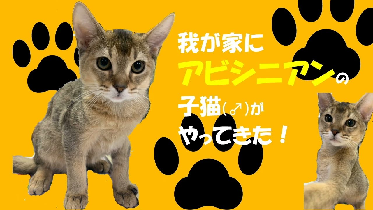 吉備のすくすく日記①我が家にアビシニアンの子猫がやってきた！