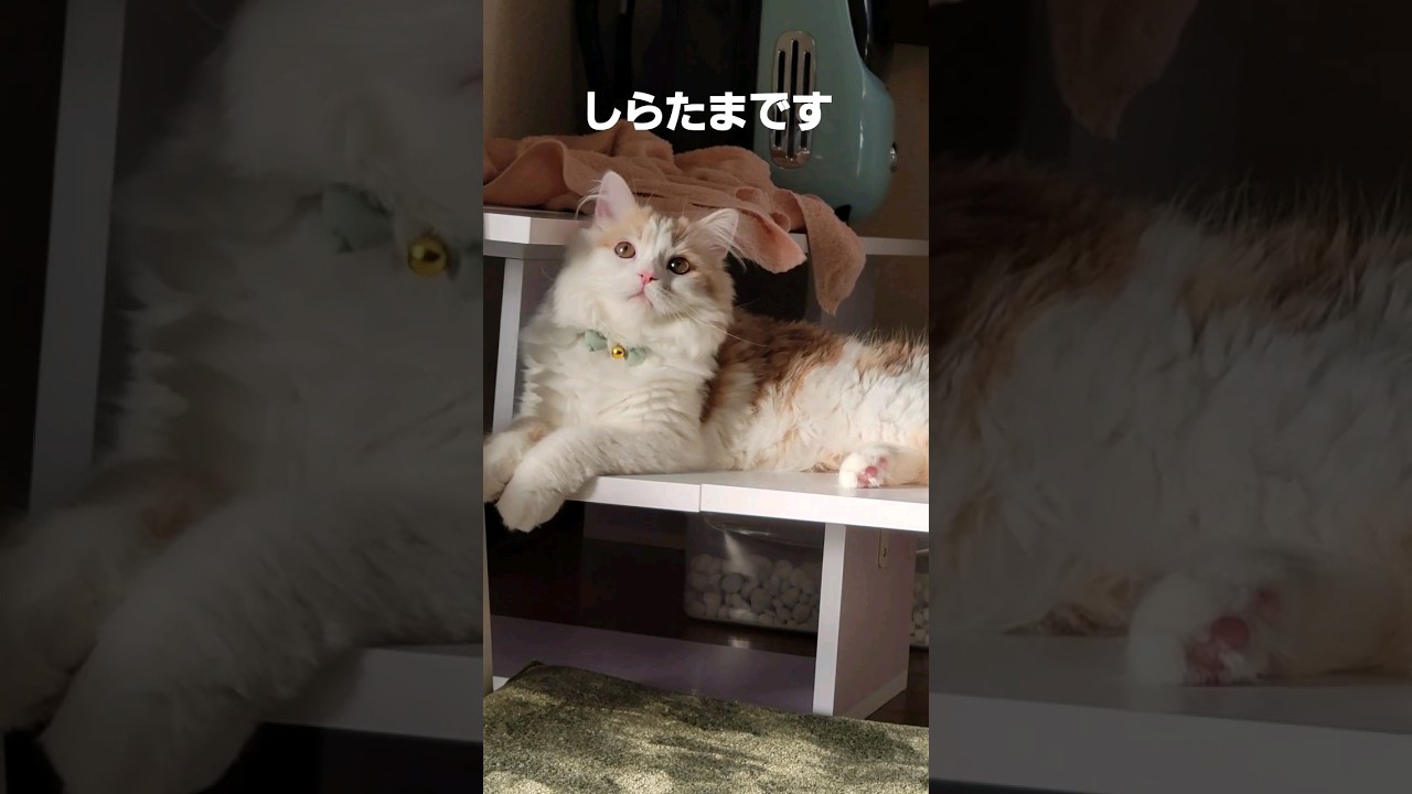 【子猫】さりげなく◯◯しちゃうワルい猫#ラガマフィン #猫 #猫動画  #shorts #cat