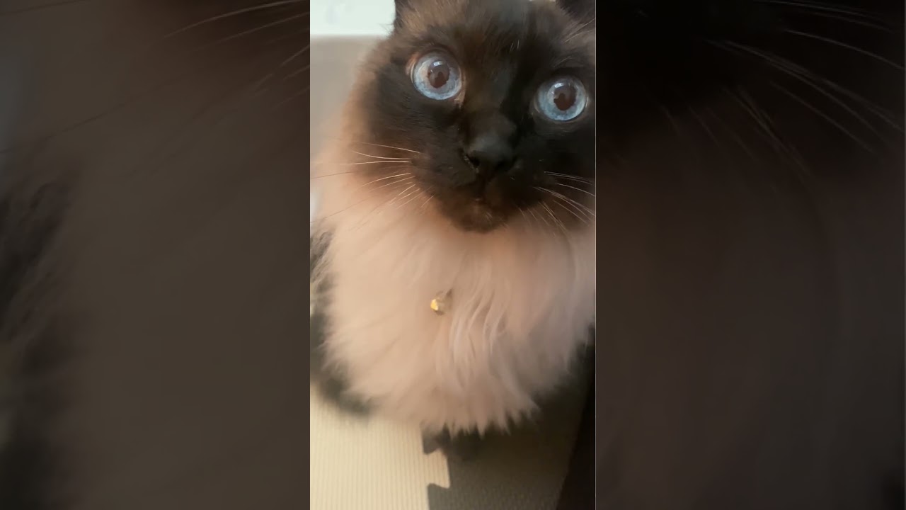 猫を眺める動画　ヒマラヤン　マロンの日常 #shorts #short #shortvideo