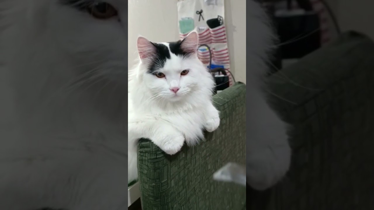 【インドネシア猫】モチ、考え中～🤭 #shorts