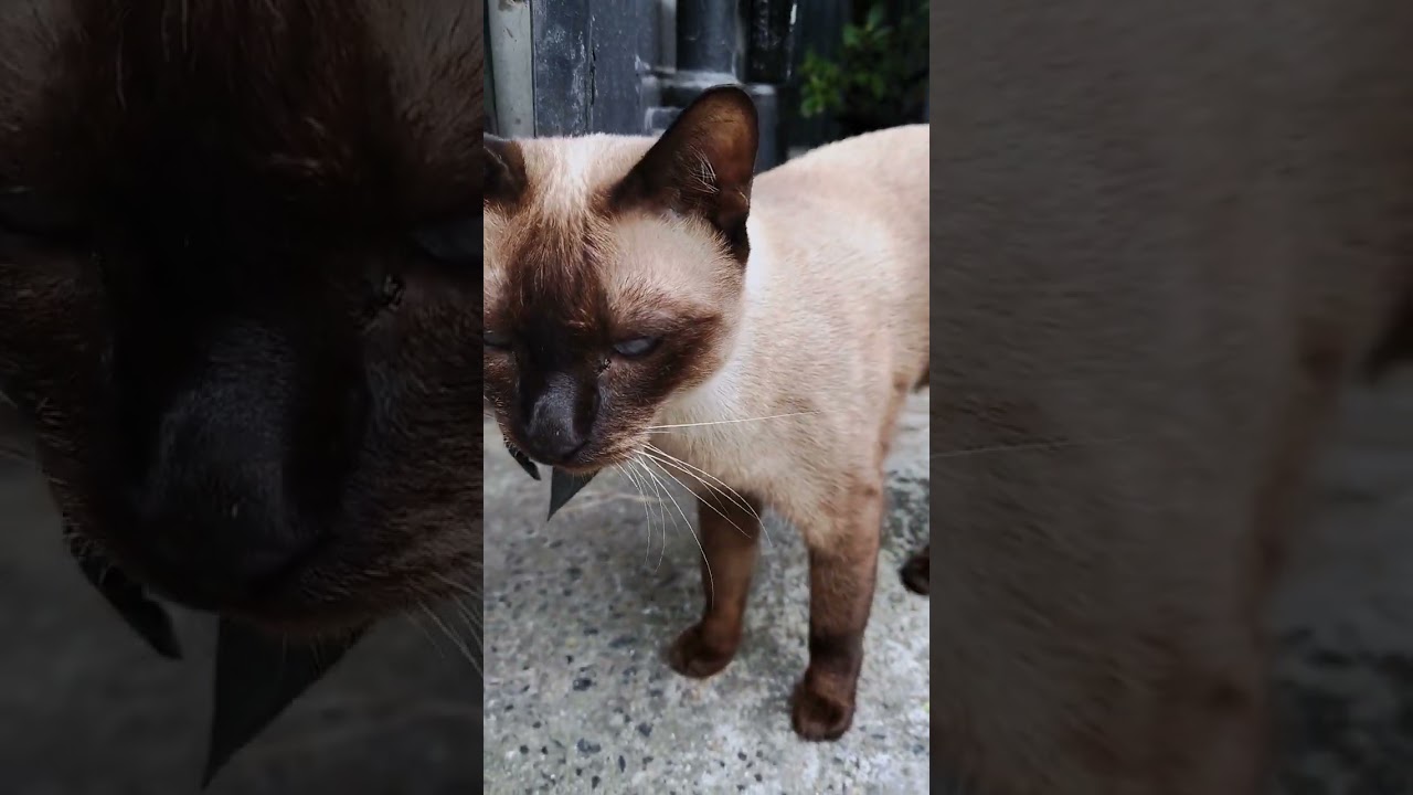 寄り目のシャム猫が出迎えてくれるカフェ #shorts