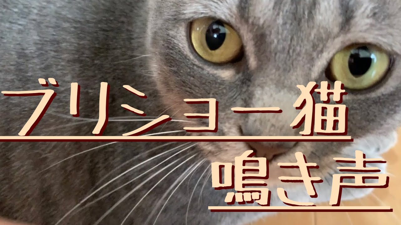 【家猫】#70 ブリティッシュショートヘアー猫の鳴き声って、こんなんだっけ⁇