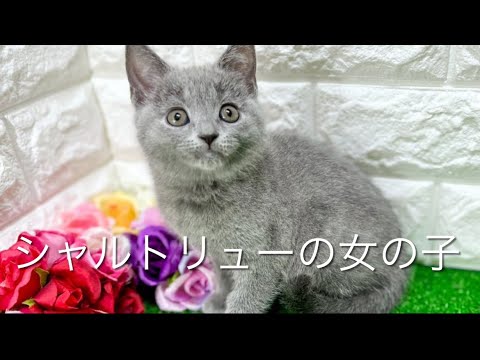 シャルトリューの子猫　（和歌山）