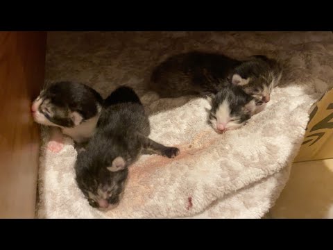 【保護猫】炎天下にいる猫を保護したら子猫が生まれました