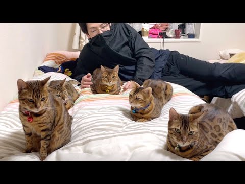 ベンガル猫家族5匹が実家で緊急会議しています