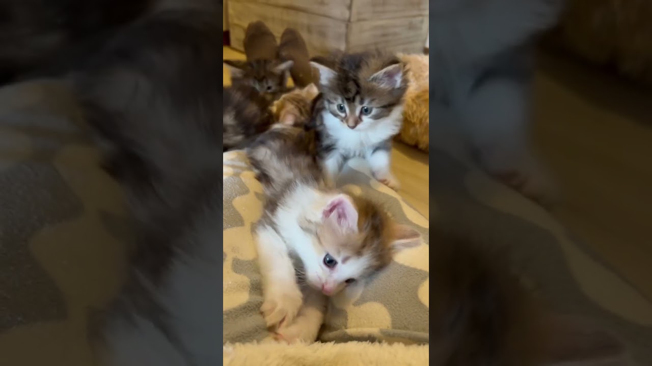 今日も子猫に襲われている… ノルウェージャンフォレストキャットの子猫のオーナーさん募集中です！　#ノルウェージャンフォレストキャット #子猫