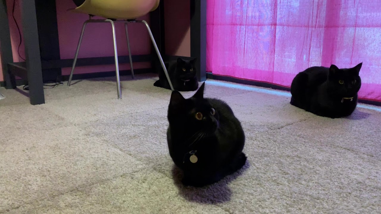 平和な猫達の日常風景☆黒猫ボンベイ