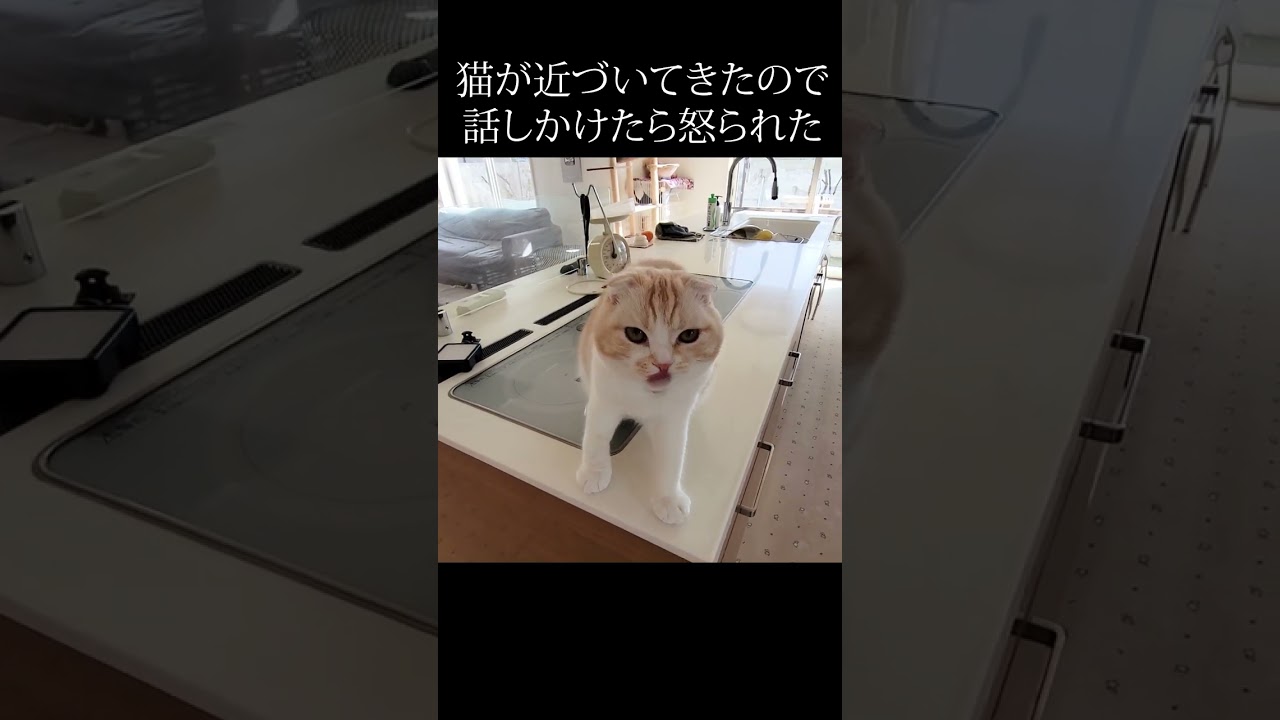 猫が近づいて来たので話しかけたら怒られた笑#shorts