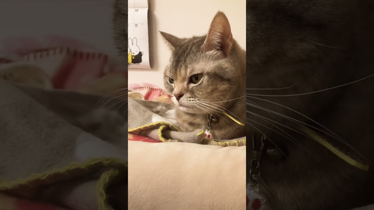 目を背ける猫 #shorts #アメリカンショートヘア #日常