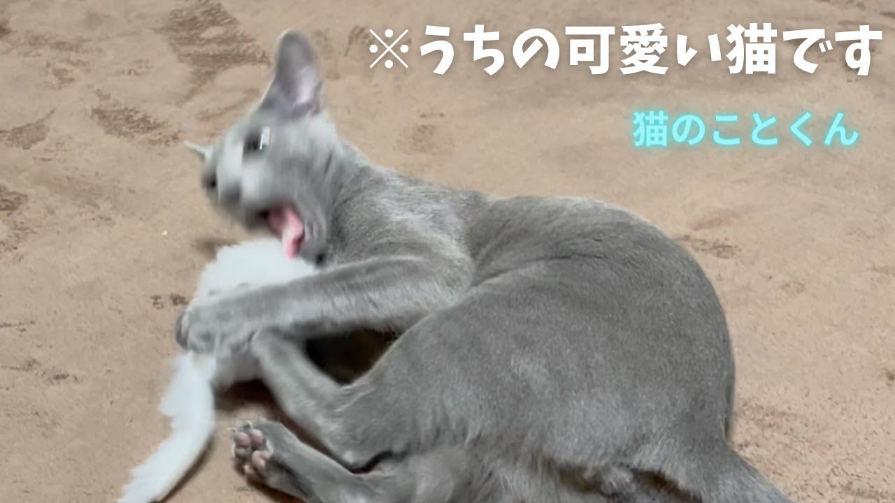 大きなネズミのおもちゃで遊ぶ仔猫はこちらです【ロシアンブルーこと】