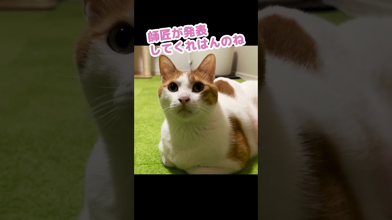建築中の猫御殿の見積りがとんでもない事になった #shorts