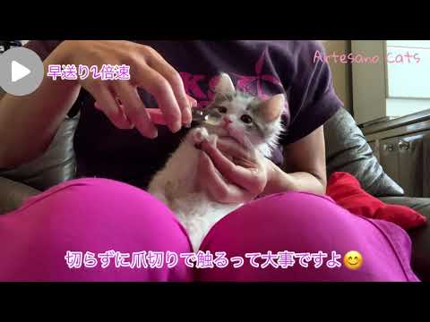 子猫と仲良くなる爪切りのやり方 キンカロー(マンチカン×アメリカンカール) 生後2ヵ月