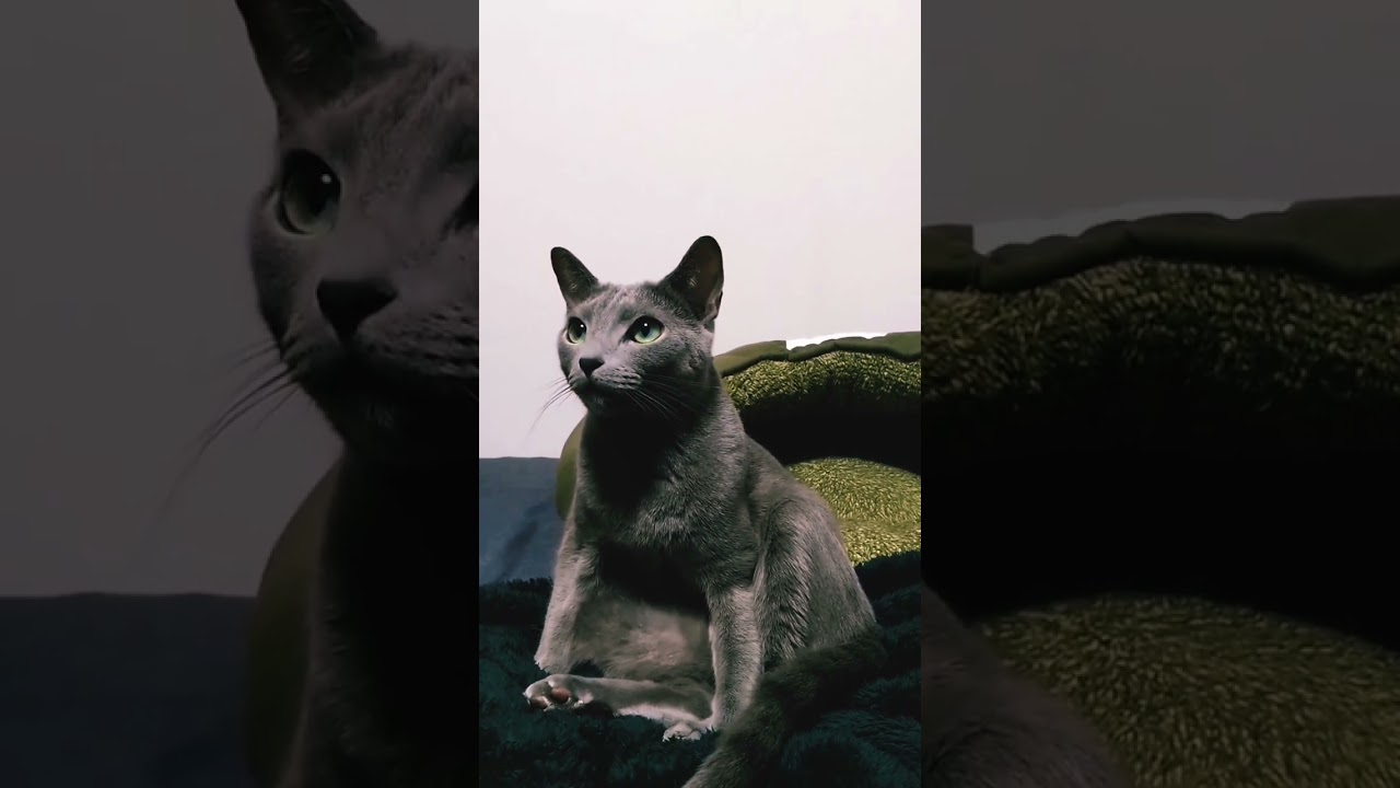brown cat