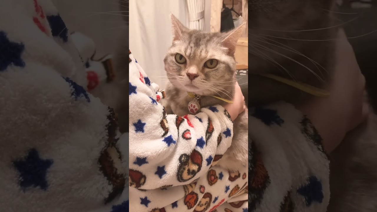 抱っこされております。 #shorts #猫 #アメリカンショートヘア