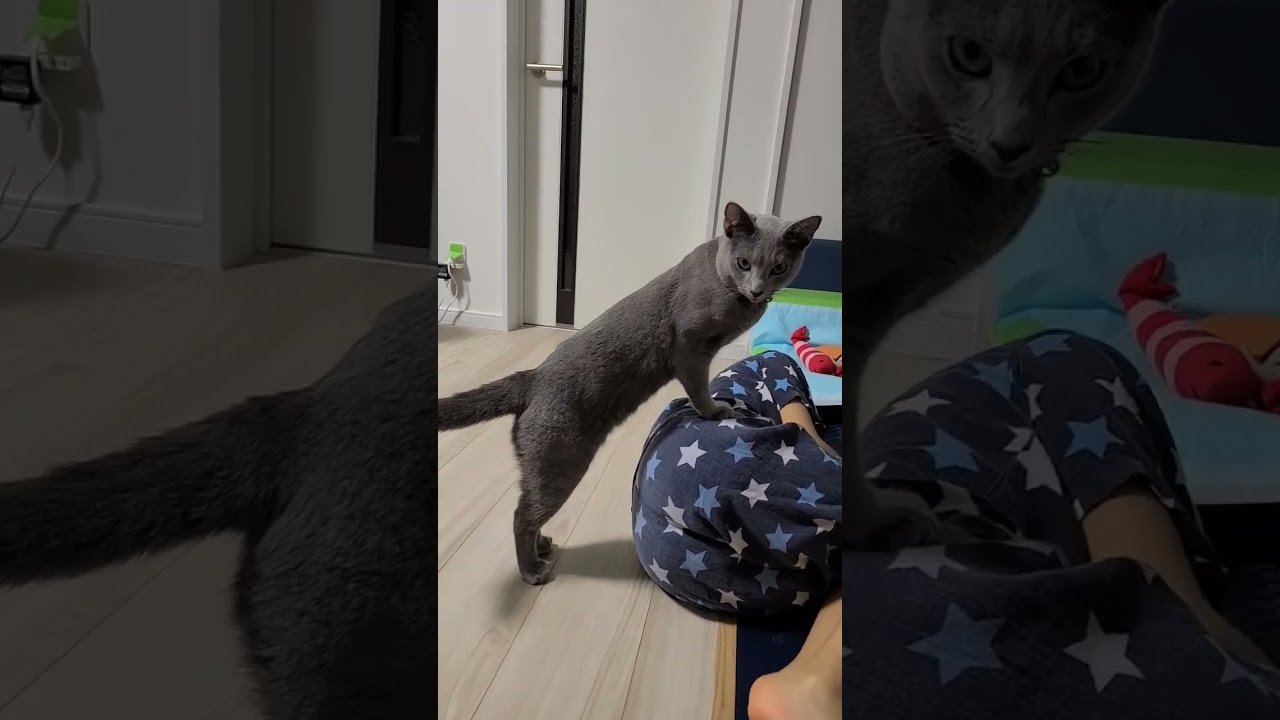 何か用ですか？ #愛 #猫 #ロシアンブルー #shorts