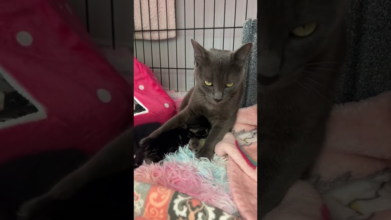 Sweetest Mama Cat & Her 3 Babies 💕