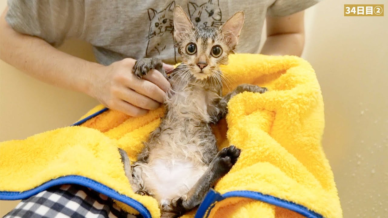 ダンボール箱に捨てられてた子猫を丸洗いしてみた結果…