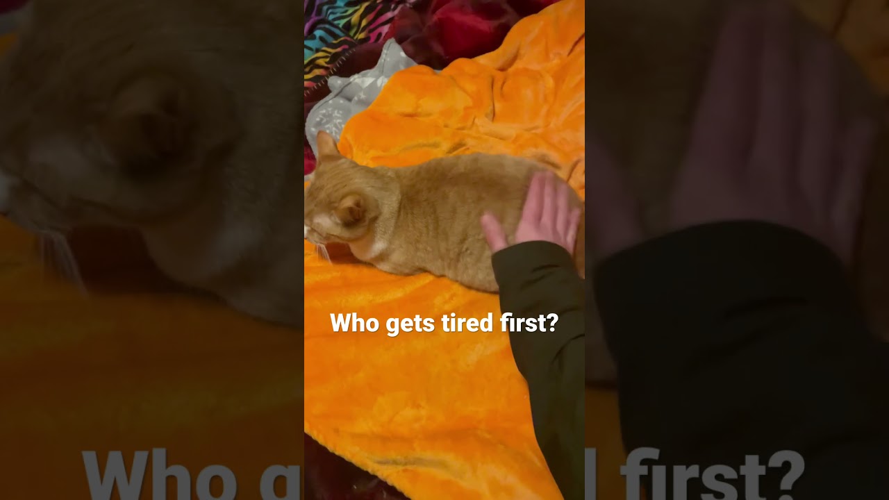 My cat loves it when I do this. #cats #cat #funny #catvideos #trending #patpats #manx