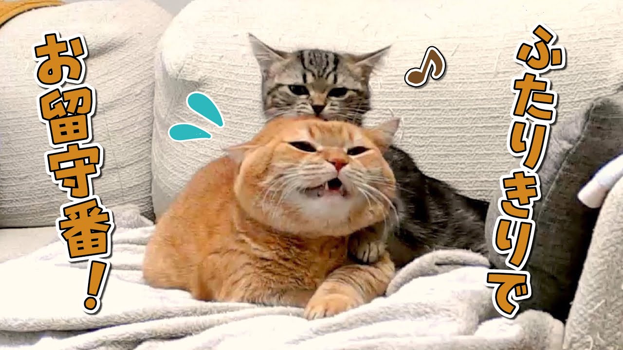 子猫との初めてのお留守番を覗いてみたらマイペースな先住猫が大変なことにw