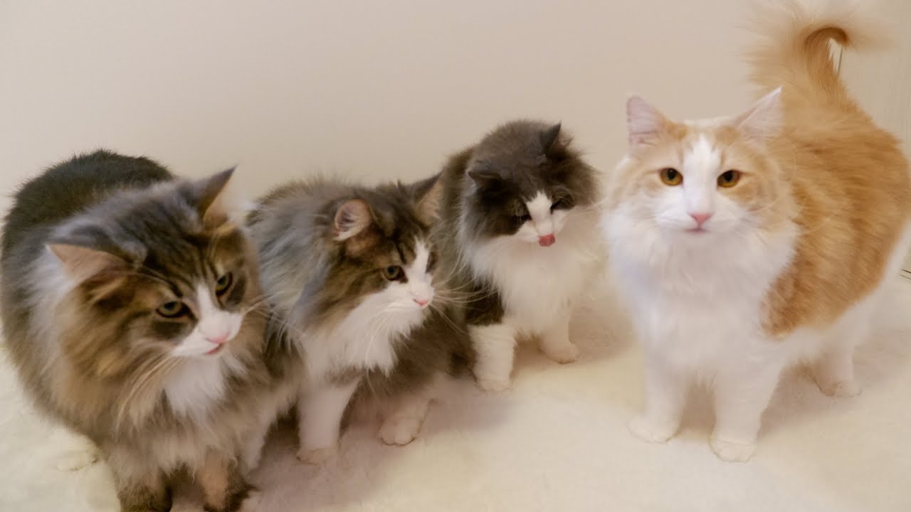 【癒し】シャール大好き部❤️発足‼︎ノルウェージャンフォレストキャットがかわいい…