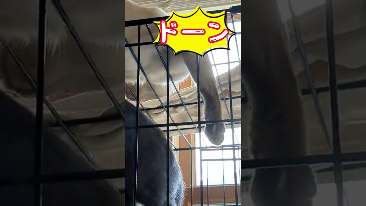 僕の６パッド見せちゃうよ💕  #ロシアンブルー #russianblue  #子猫 #猫 #いもいも