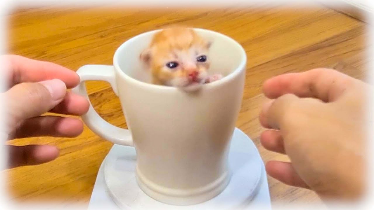 マグカップに収まっちゃった赤ちゃん子猫【子猫保護】