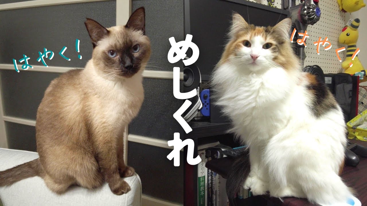 めしくれ！夕飯45分前から飼い主に圧力をかけまくる元野良の保護猫＆美人猫ｗ【シャム猫/シャムミックス・ノルウェージャンフォレストキャット】