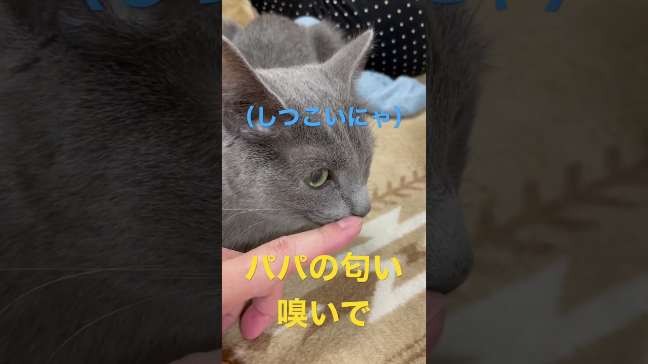 臭いパパを嫌がる猫（ロシアンブルー）#shorts