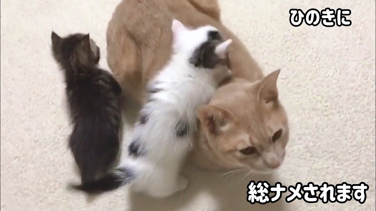子猫のお世話が大好きなひのきに次々とお尻を舐められます