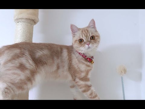 猫にキャットウォークを買ったら大変なことになりました