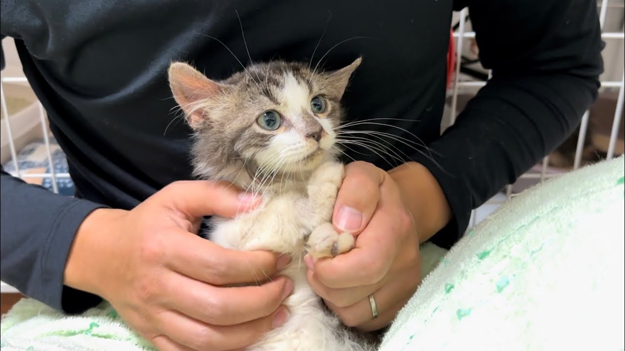 不安だよね。【多頭飼育崩壊から保護されたスコティッシュフォールドの子猫達】