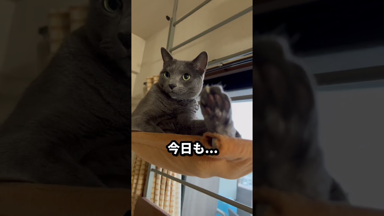 【ロシアンブルー】めろんキャットタワーで寛いでます😊【猫】#shorts