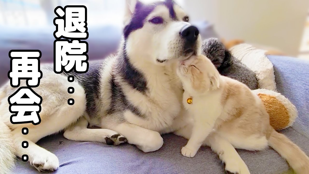 退院した子猫とハスキー犬達が再会したら嬉しすぎてこうなりました…