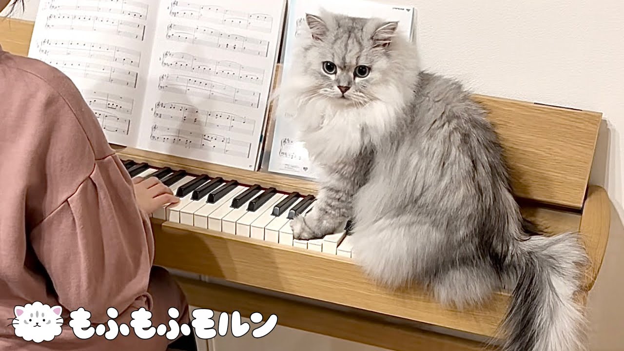 猫がピアノの練習を邪魔して困っています 【サイベリアン】