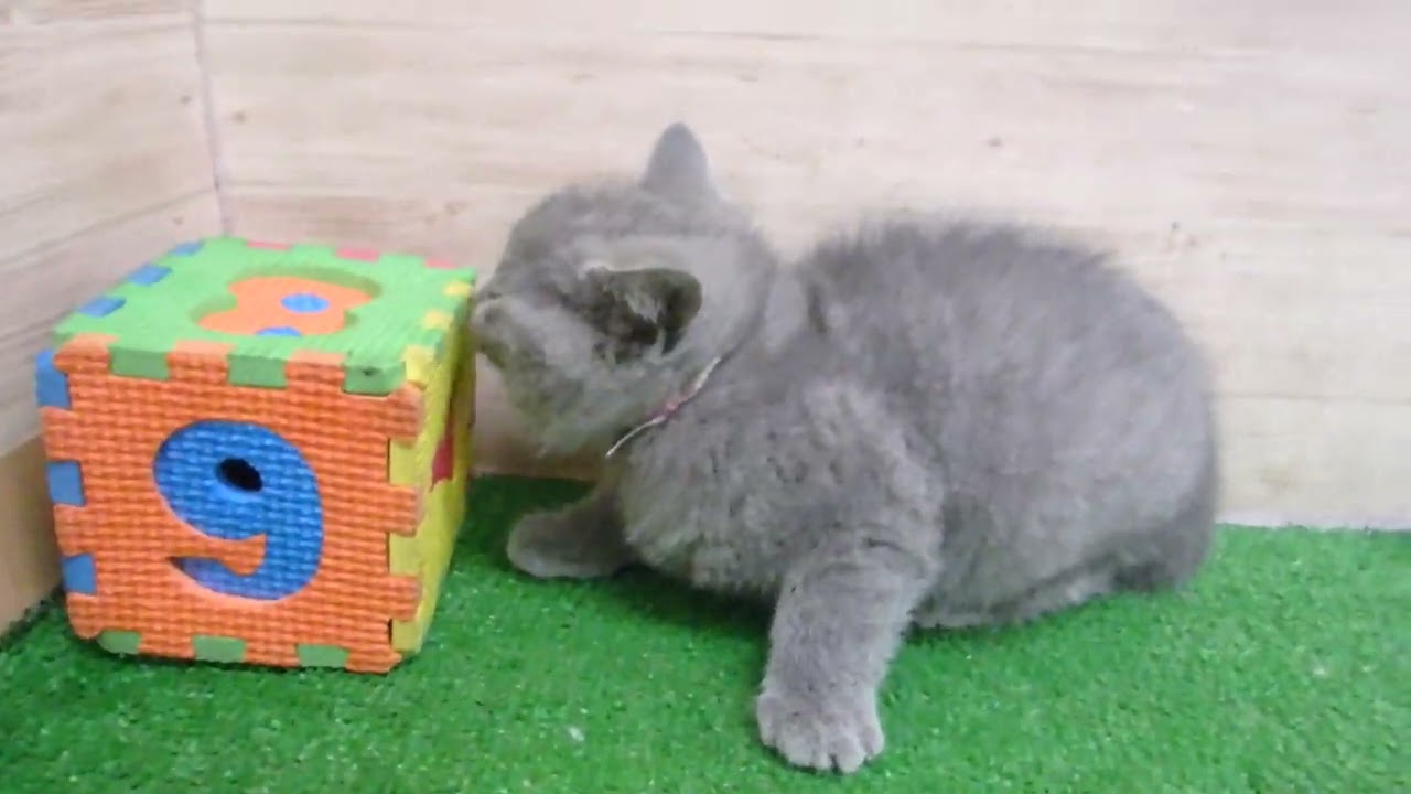 Coo&RIKU　No00574839 シャルトリュー