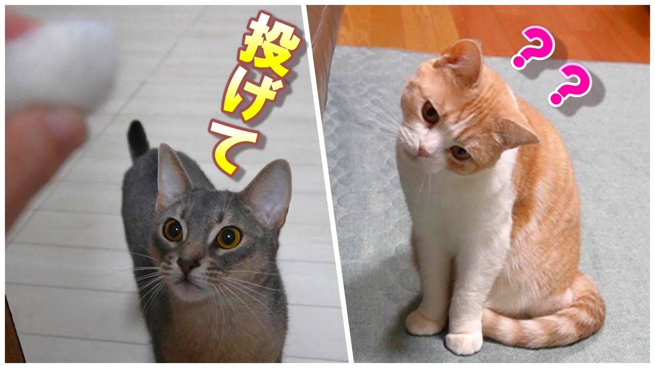 犬みたいに「投げて」とボールを持ってくる猫【スコティッシュフォールド】【アビシニアン】