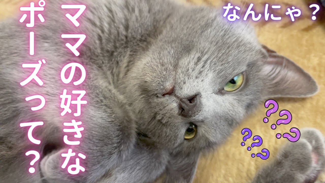 ママを興奮させる猫（ロシアンブルー）